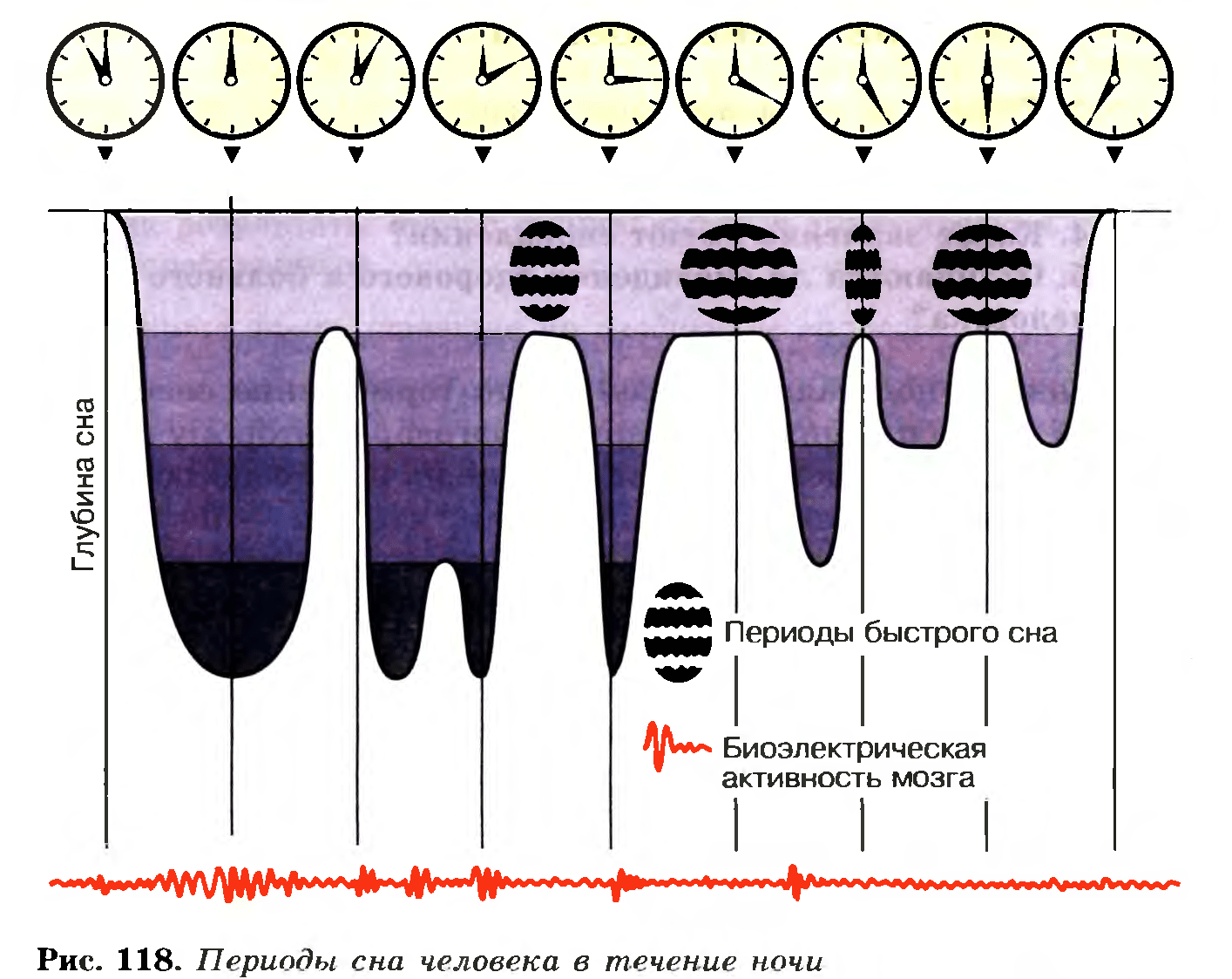 стадии быстрого сна стадии быстрого сна