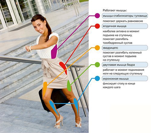 какие мышцы задействованны при ходьбе