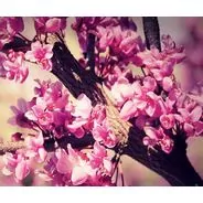 Фото 9969: Эфирное масло Розового дерева 5 мл