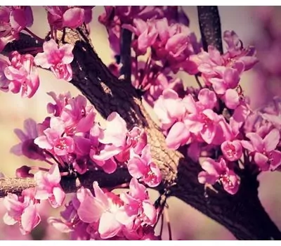 Фото 9969: Эфирное масло Розового дерева 5 мл